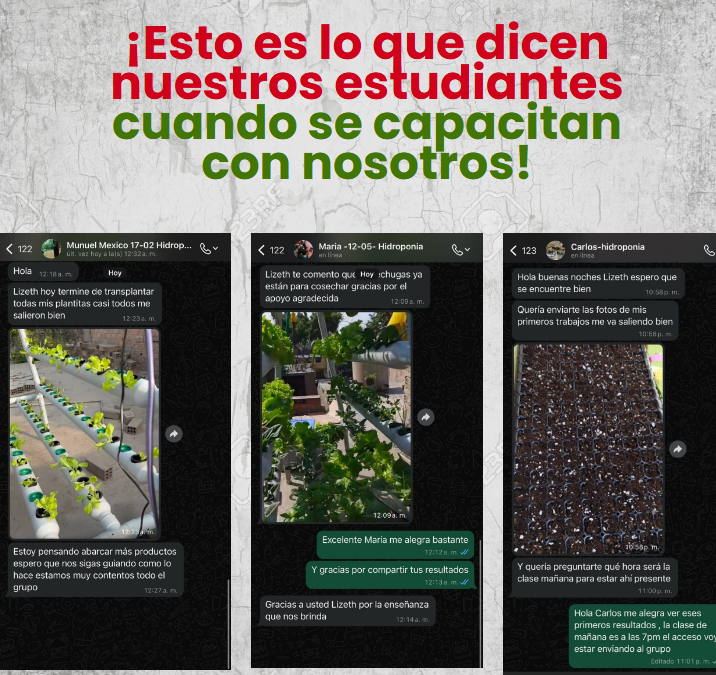 🌱 Hidroponía Letham - MasterClass
